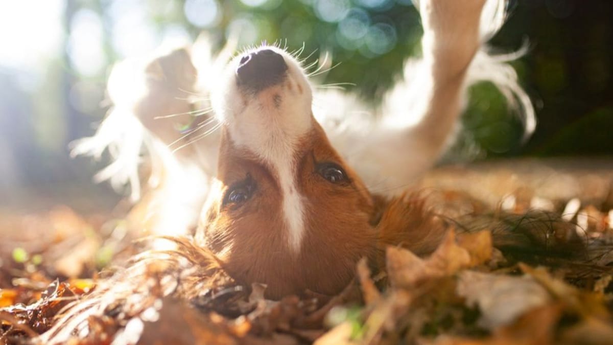 Vivi con un cane? Ecco cosa c'è da sapere a settembre