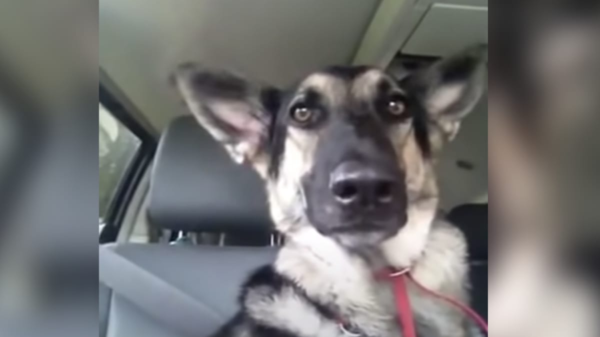 Video. Pastore Tedesco ascolta una canzone: il suo senso del ritmo diverte milioni di persone!