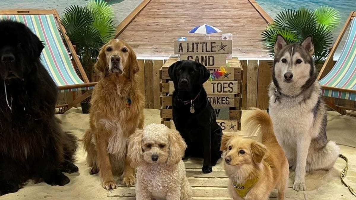 Manchester's new dog cafe is finally open, and it was worth the wait!