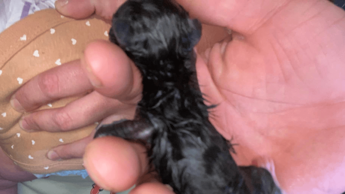 Video. Harvey, il gatto con due teste, due nasi, e due bocche che miagolano contemporaneamente