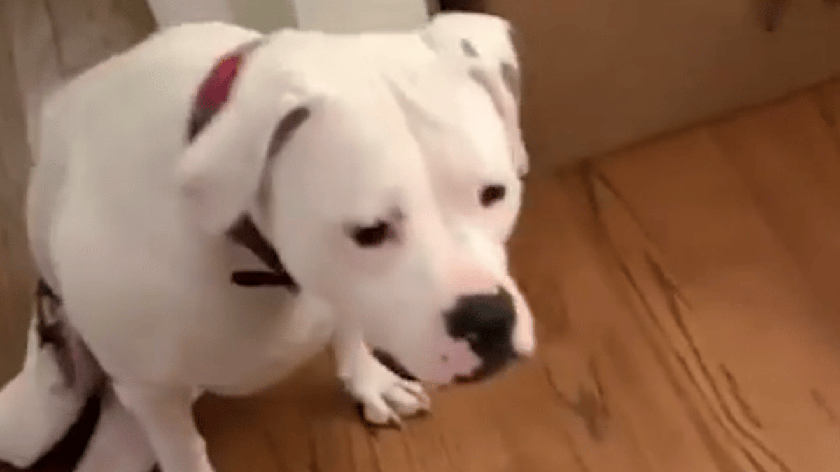 Video. Questa è una cagnolina felice: ha ricevuto il regalo più bello che potesse sperare