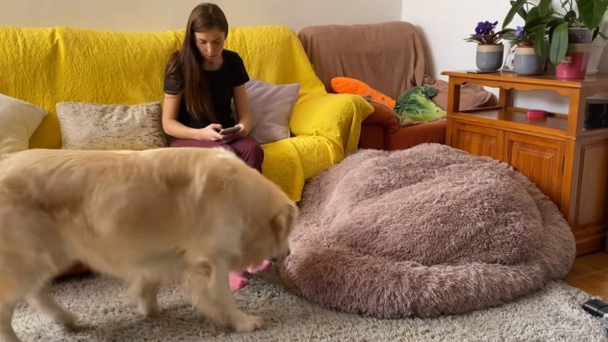 Video. Fanno uno scherzo al loro Golden Retriever: il cane fa ridere tutti