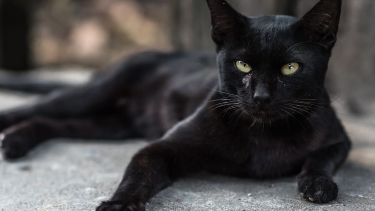 Esce per una passeggiata e salva due gatte: per ringrazialo gli fanno un tenero regalo