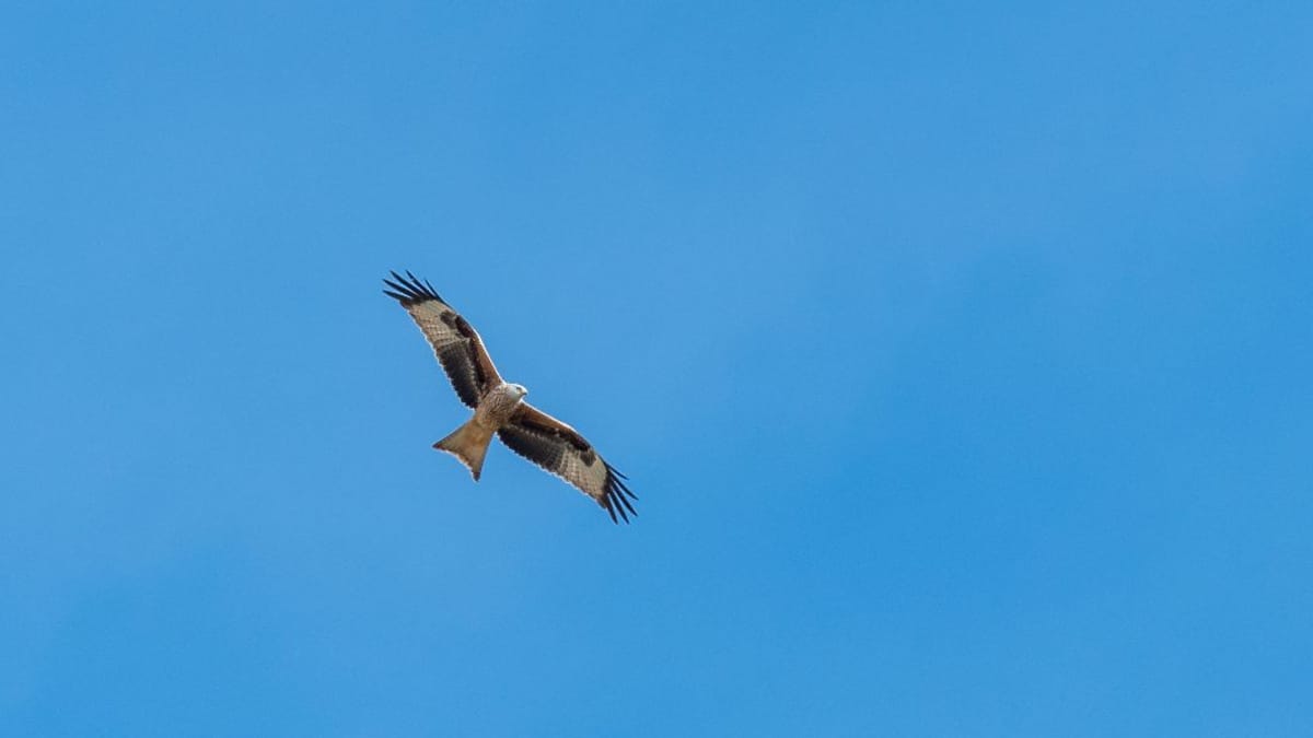 Vedono un uccello in volo lasciar cadere qualcosa: escursionisti trattengono il respiro