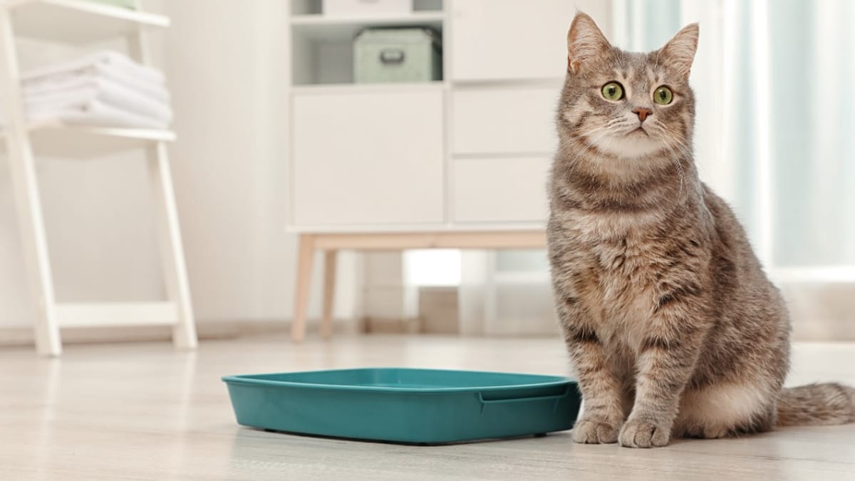 Comment prévenir les calculs urinaires du chat