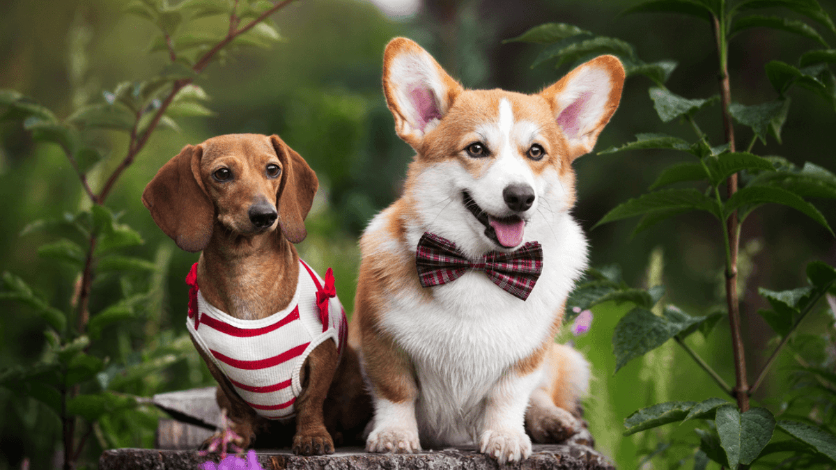 The Dorgi Corgi x Dachshund Characteristics fun facts pictures