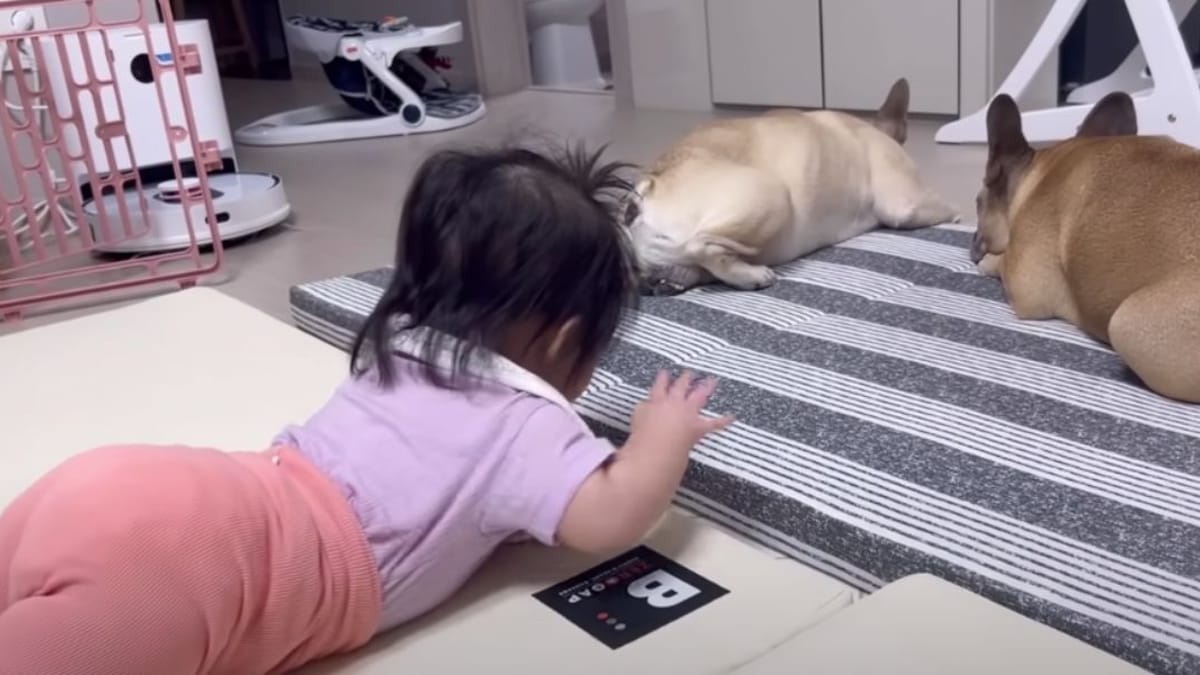 Video. La bimba sveglia i due Bulldog: nessuno si aspettava una fine così