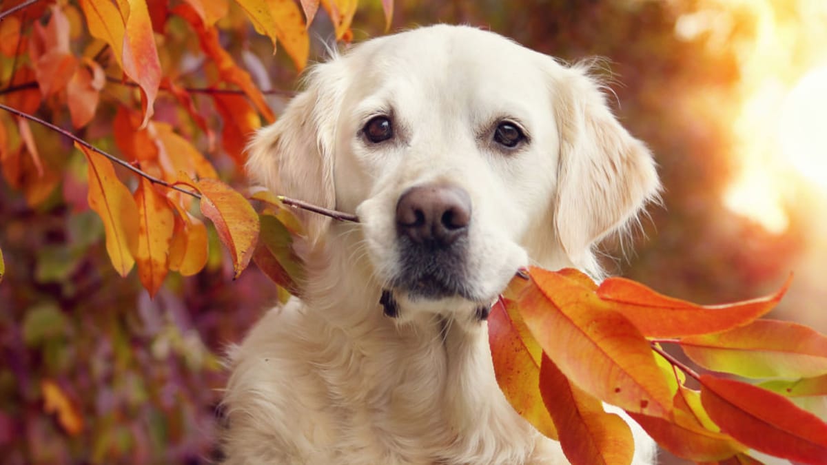 Se hai un cane, stai attento a queste cose a novembre
