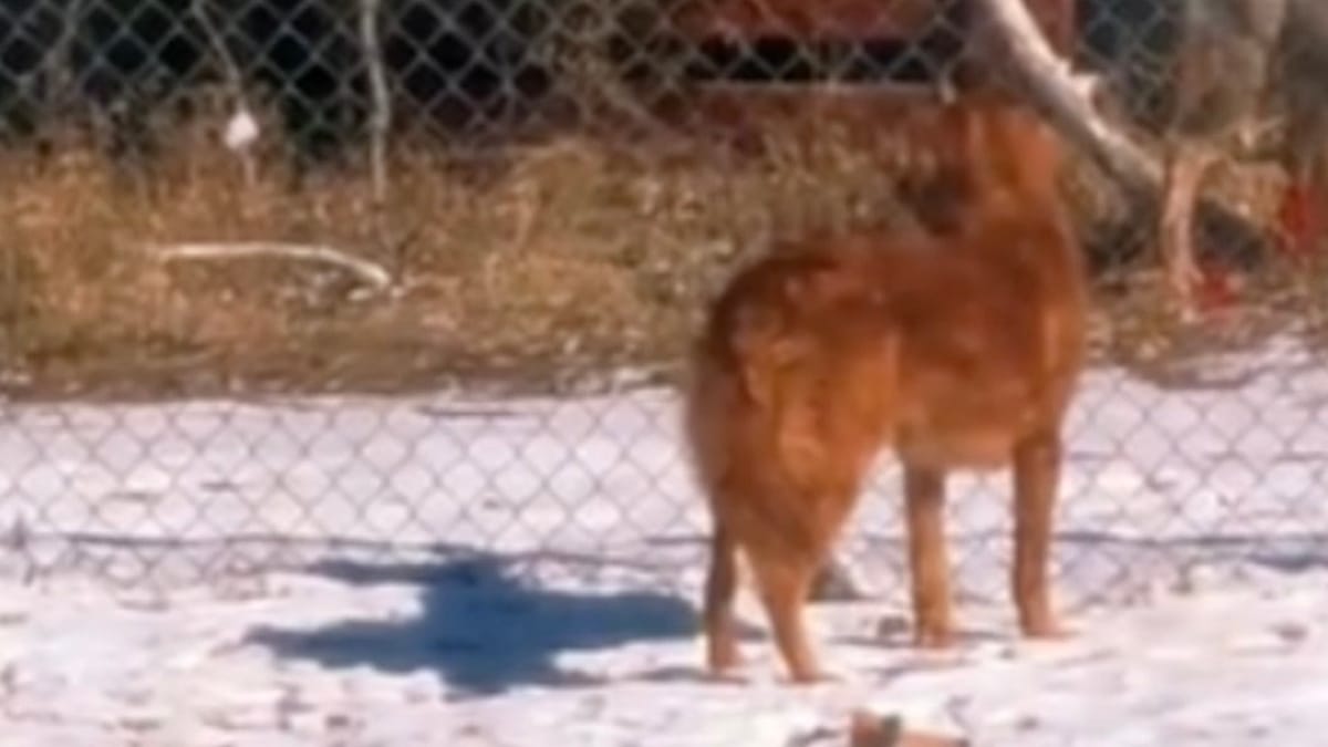 Video. Tra un Golden Retriever e un cervo è nato qualcosa di speciale: il video ha fatto il giro del mondo!