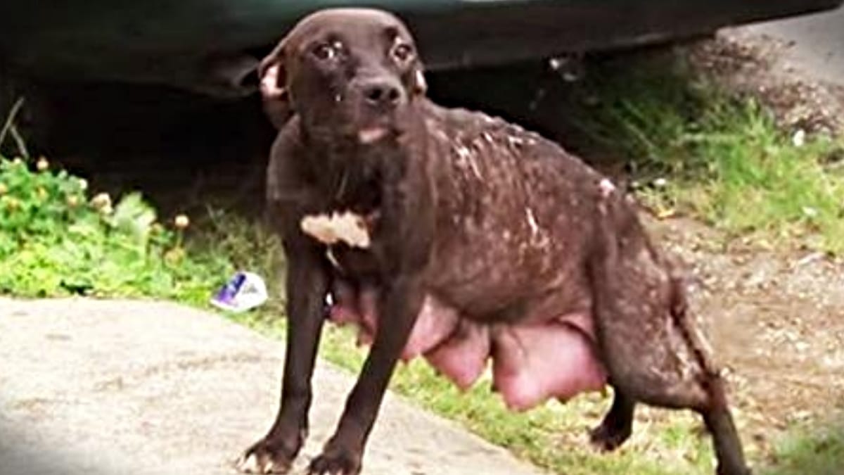 Video. Trovano una Pitbull ma non immaginavano dove li avrebbe portati