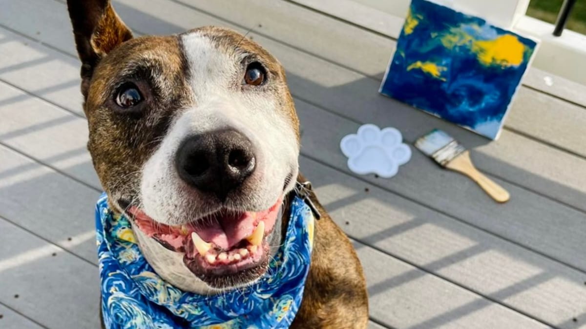 Nessuna richiesta per un Pitbull con un solo orecchio: poi rivela un talento nascosto e viene finalmente adottato