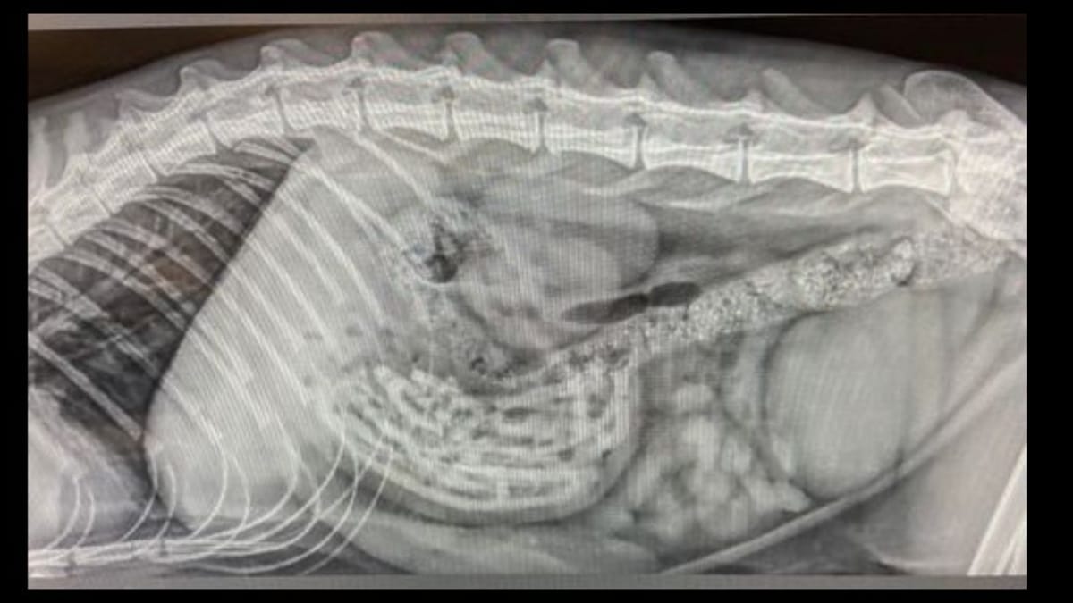 Lo stomaco del gatto è molto duro: il veterinario fa una radiografia e i risultati lasciano senza parole