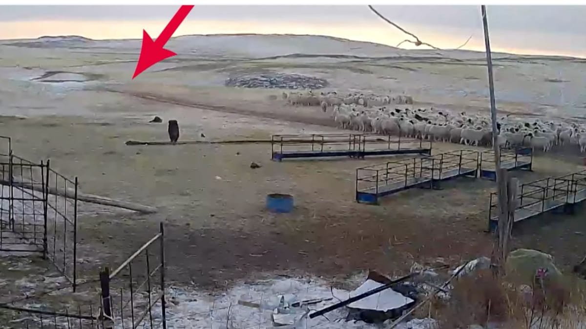 Video. Mastiff protegge le pecore: un'improvvisa apparizione fa temere il peggio