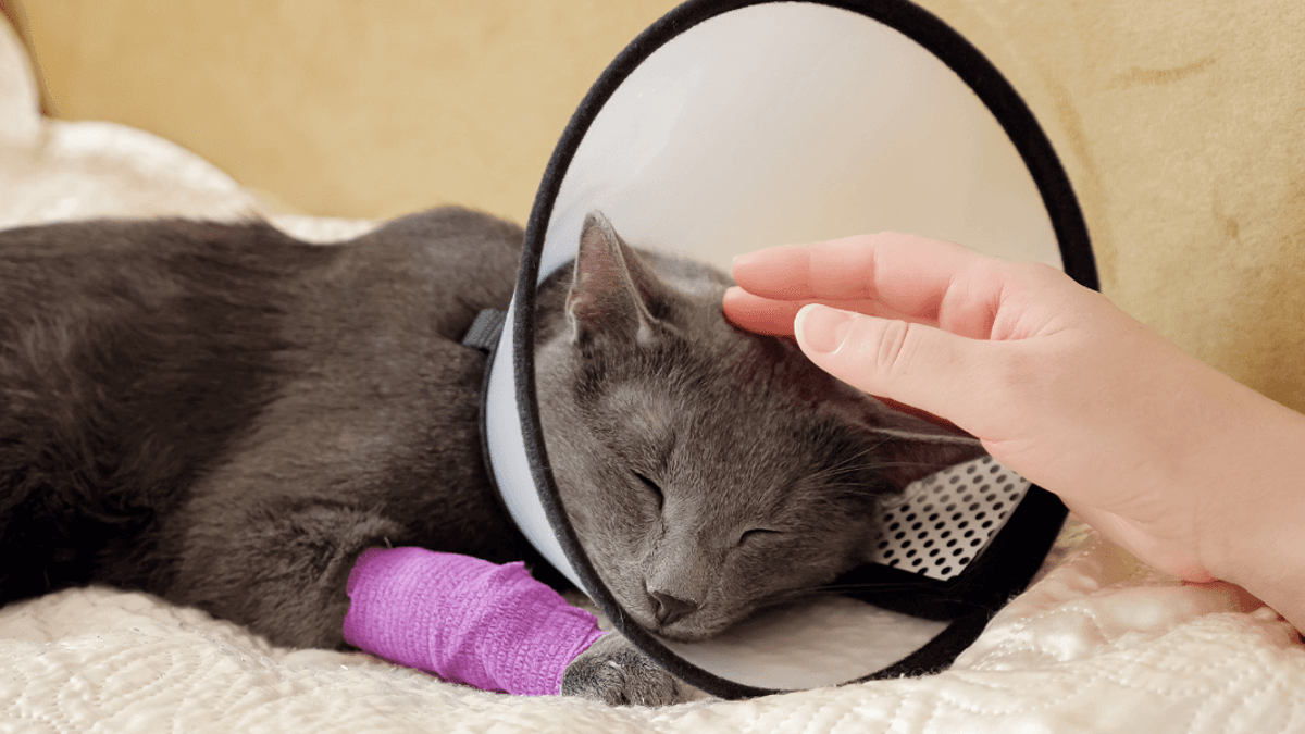 My cat needs a vet but I can't afford it What should I do?