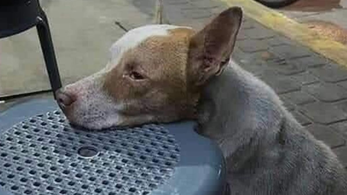 Il cane poggia delicatamente la testa: solo gli amanti degli animali capiscono cosa accade