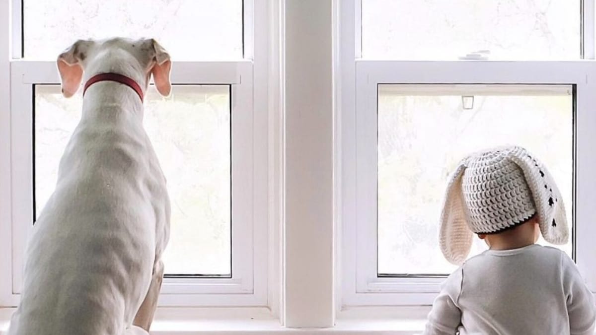 Adotta un cane maltrattato: quando si avvicina al figlio resta pietrificata (Foto)