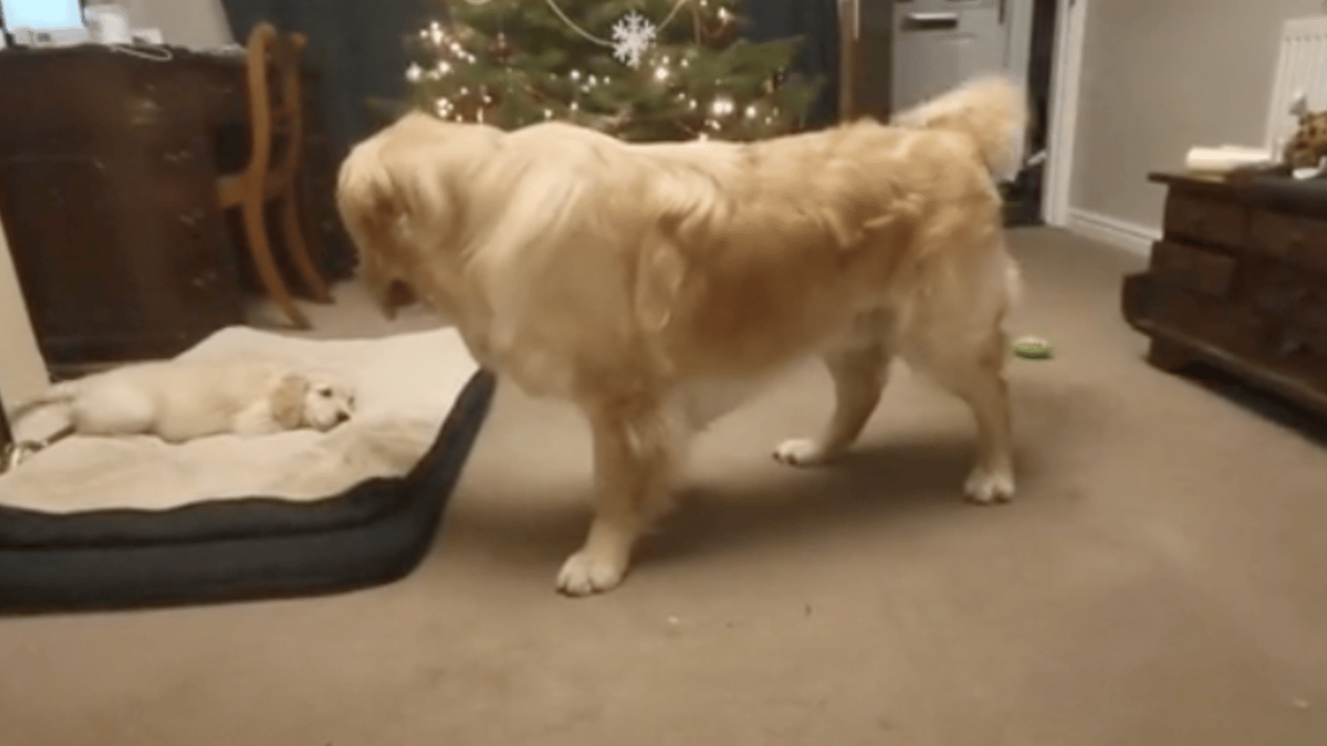 Video. Lascia i suoi due cani soli in casa: la loro reazione fa sciogliere migliaia di persone