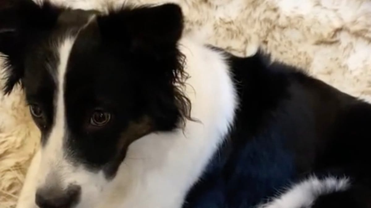 Video. Cagnolina Border Collie incontra finalmente i gattini: la sua reazione è tutta da gustare!