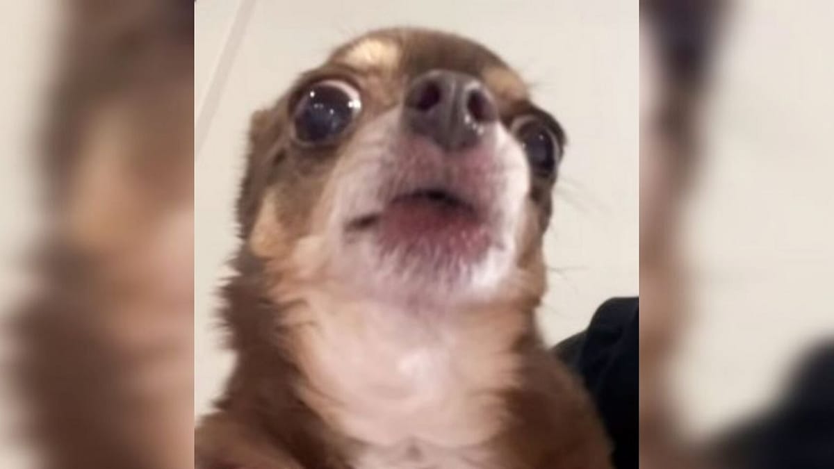 Video. Ragazza adotta una Chihuahua irascibile e riceve ciò che si merita!