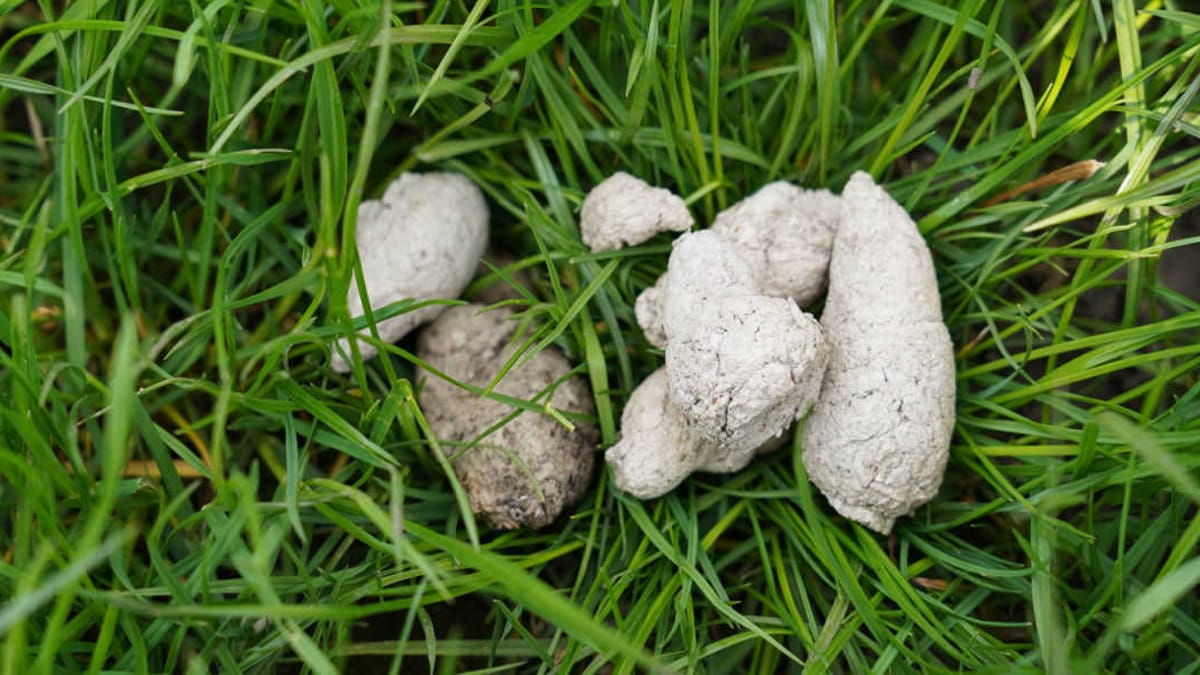 Warum war Hundekot früher eigentlich weiß?