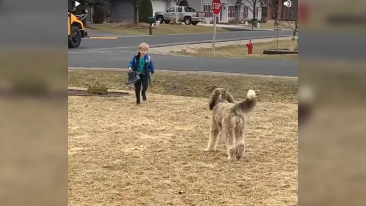 Video. Ogni giorno un Bernedoodle aspetta lo scuolabus poi fa una cosa molto tenera