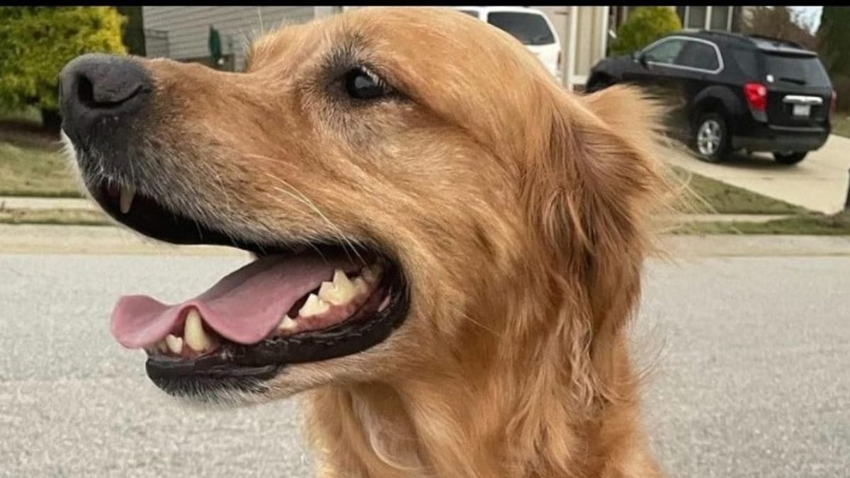 Video. Questo cane riesce abilmente a sbarazzarsi del gatto di casa: risate assicurate