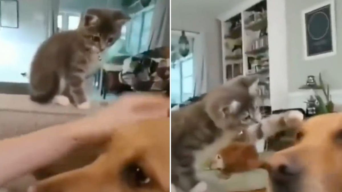 Video. Donna accarezza un Golden Retriever: la reazione del gattino è adorabile