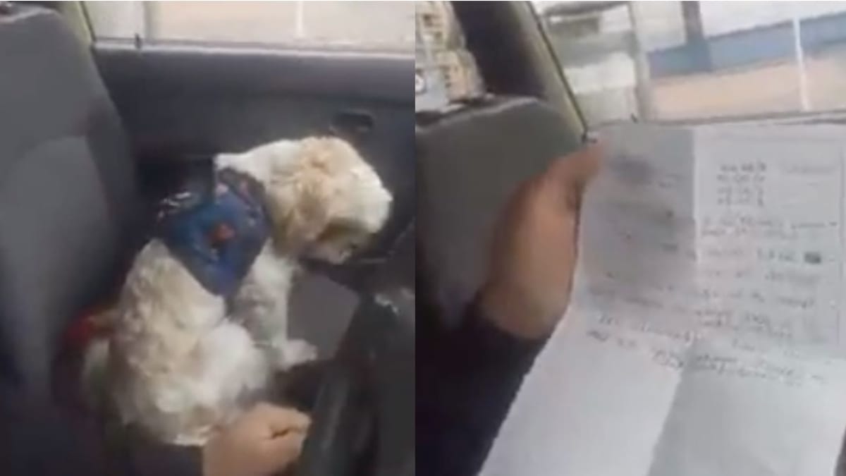 Video. Lascia il suo cane Maltese nel taxi con un biglietto che lascia di stucco