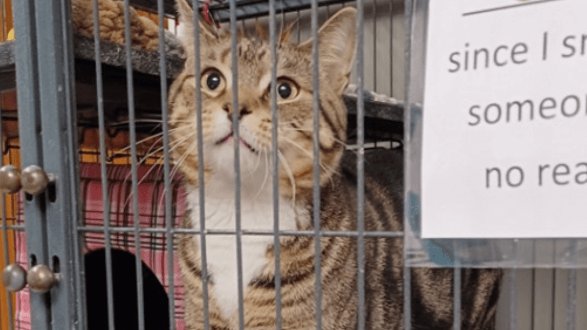 Il gatto di un rifugio diventa famoso per la sua descrizione senza scuse affissa sul suo box