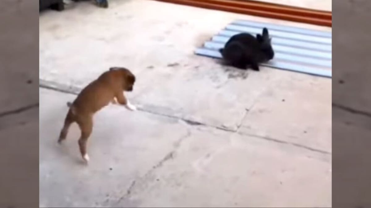 Questo cucciolo crede di essere un coniglio: il video è divertentissimo!