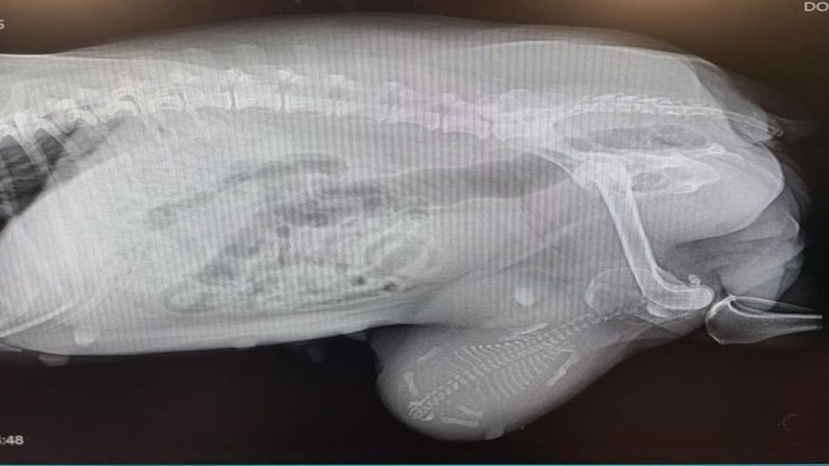 La diagnosi è sorprendente: il veterinario scuote la testa guardando le lastre