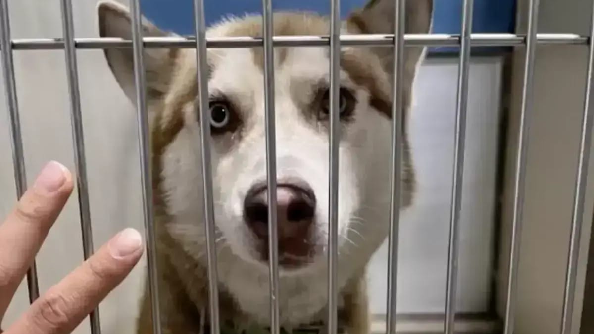 Adottano l'Husky più educato del rifugio, ma a casa si comporta in modo strano