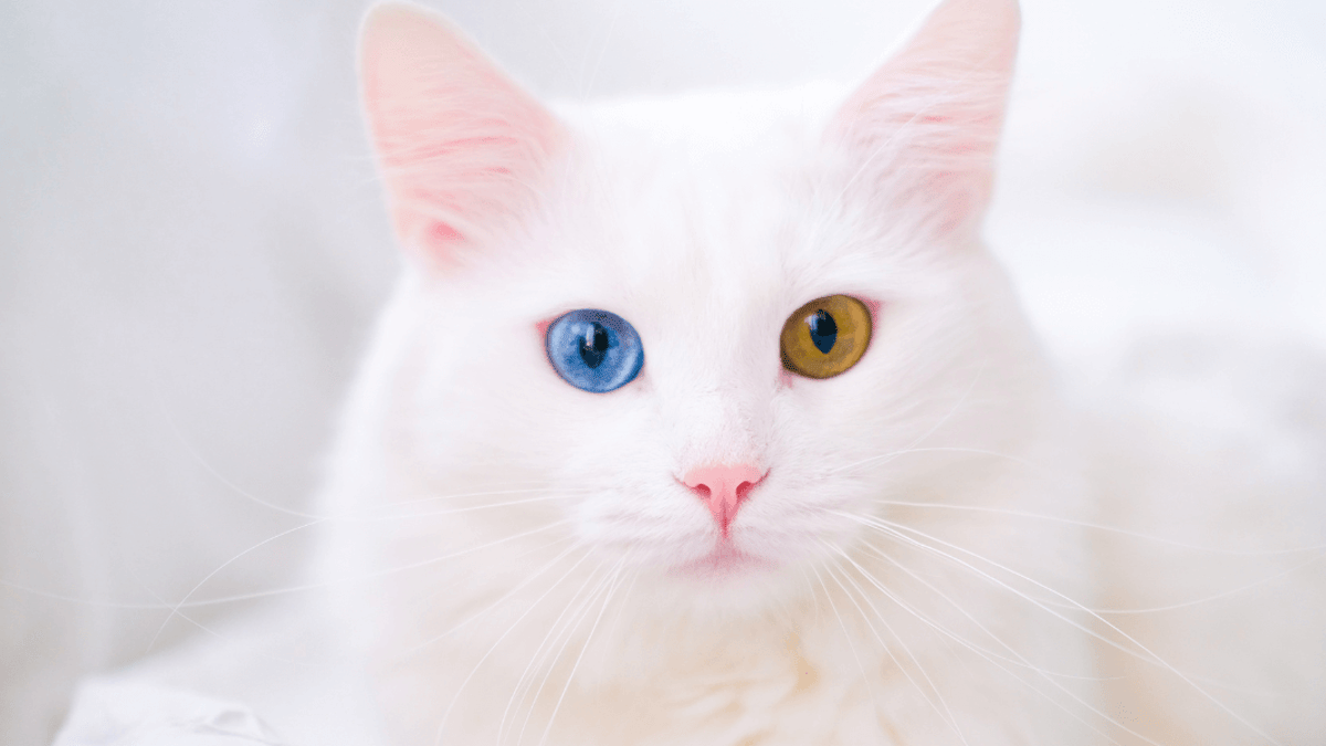 What Health Problems Do All White Cats Have: Key Risks Revealed