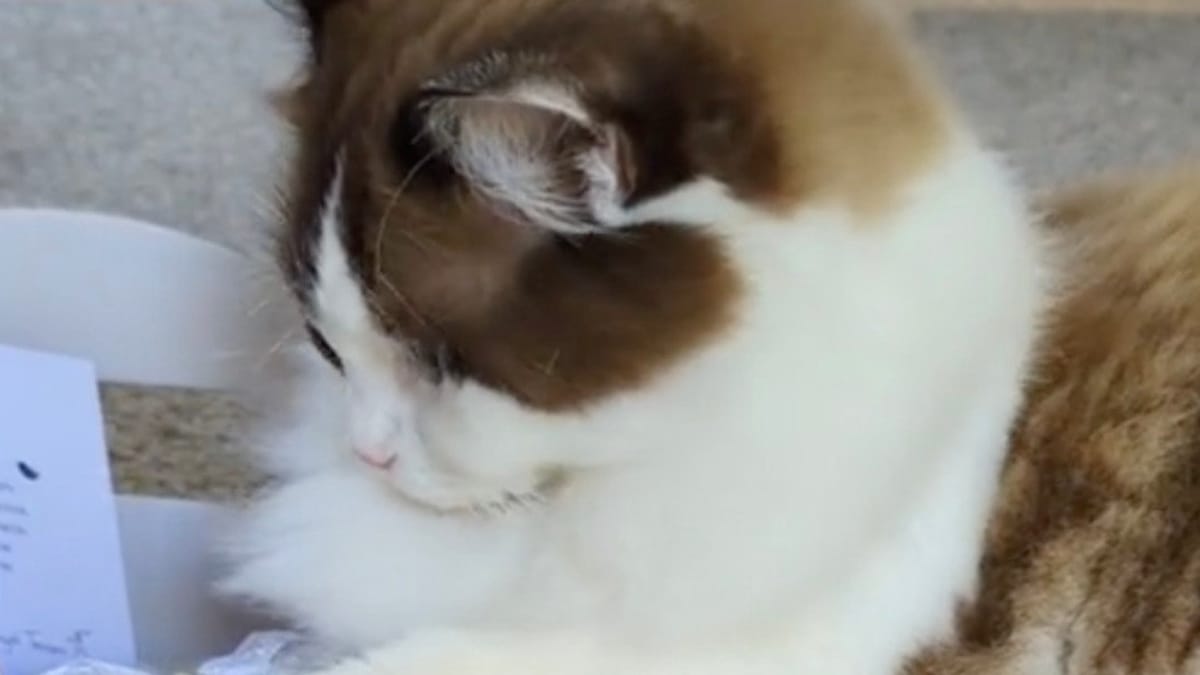 Video. Gatta scopre qualcosa sul suo gattino: la scena commuove tutti