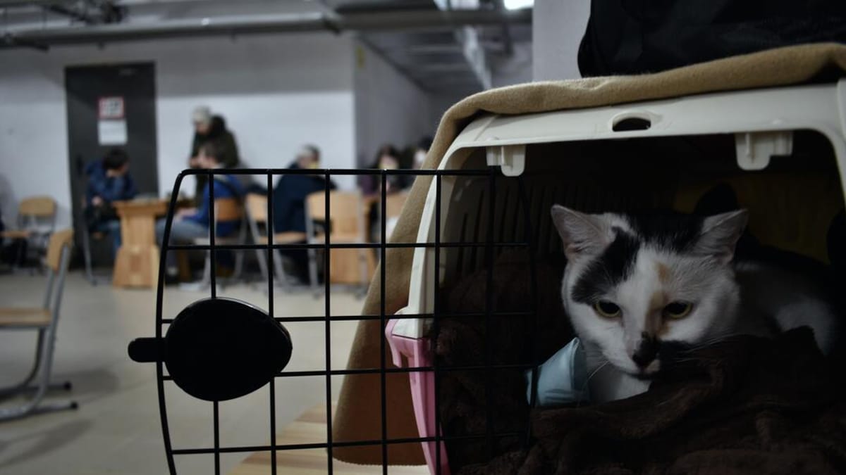 Video. Lascia il suo gatto a un albergo per animali: al suo ritorno riceve una notizia straziante