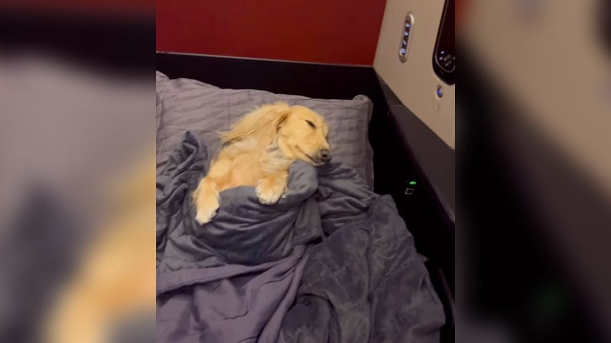 Video. Questo Bassotto è trattato come un re: in aereo viaggia in Business Class!