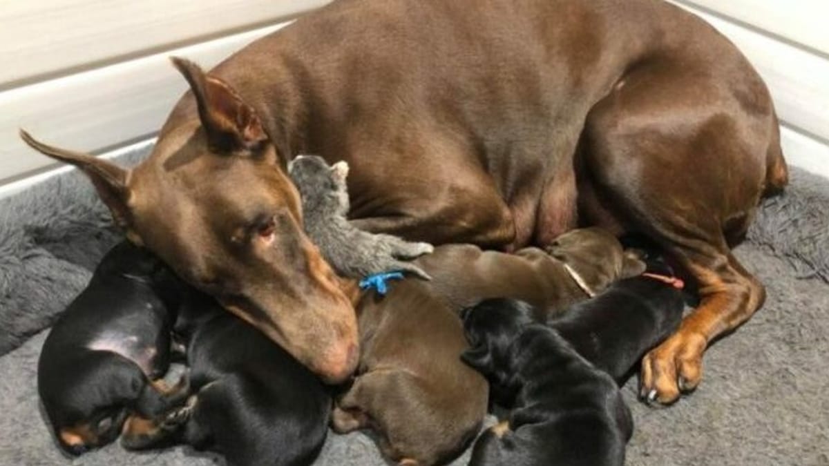 Video. Femmina di Dobermann adotta un gattino appena nato e lo allatta come se fosse suo figlio
