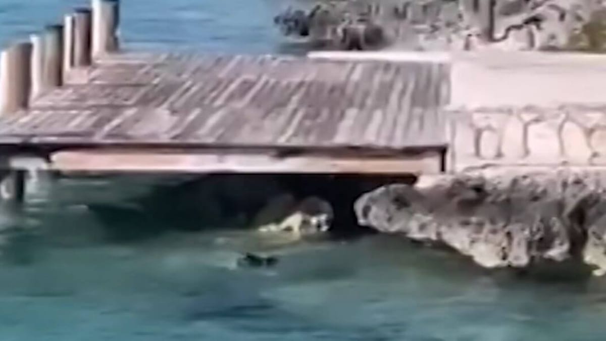 Watch Tourists watch on in horror as dog swims after 12foot