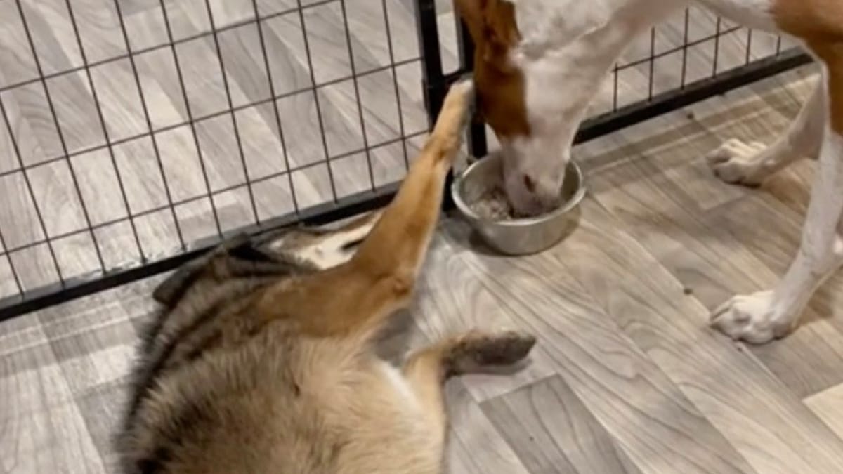 Cagnolina fa da madre a un cucciolo di coyote: anni dopo si ritrovano e il loro incontro è toccante