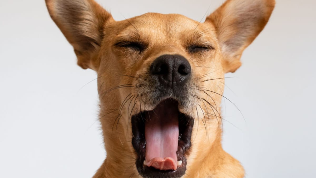 Perché il cane sbadiglia?