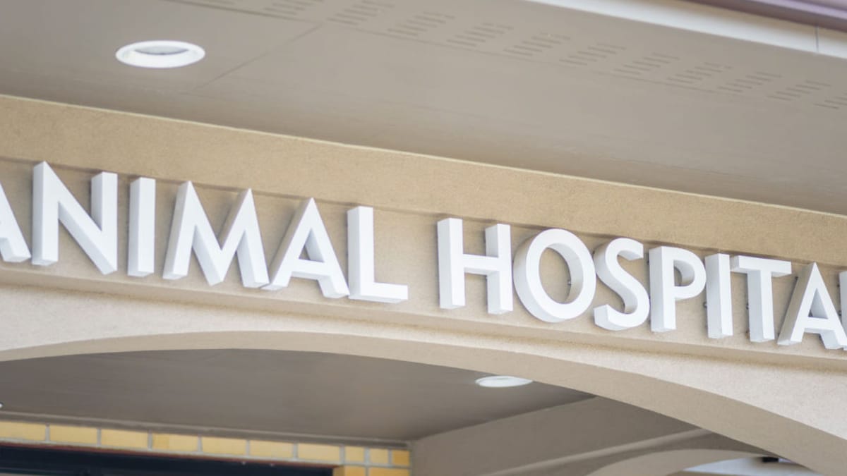 Foto. Legge il messaggio sulla vetrina del veterinario e rimane senza parole