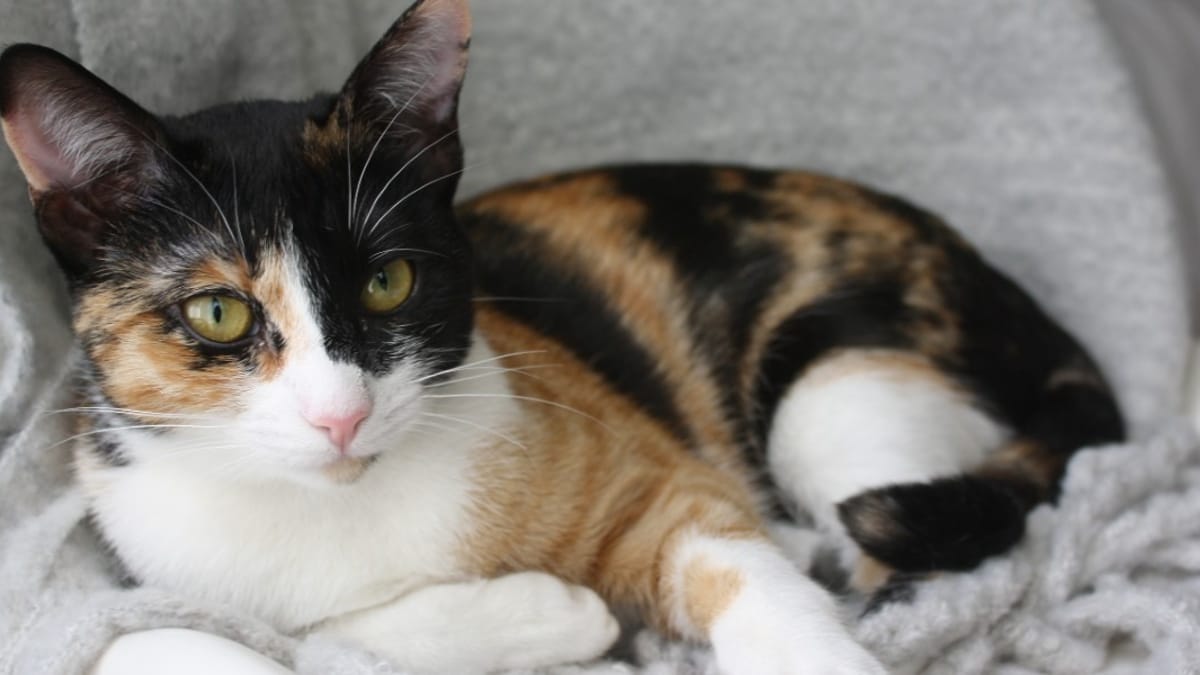 Le chaton saute sur le lit en pleine nuit 5 minutes après, l’horreur commence…