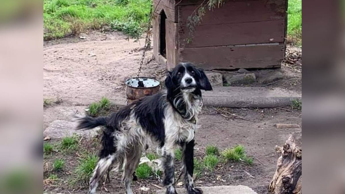 «Per favore, andate a vedere questo cane»: i volontari indagano e fanno una scoperta sconvolgente