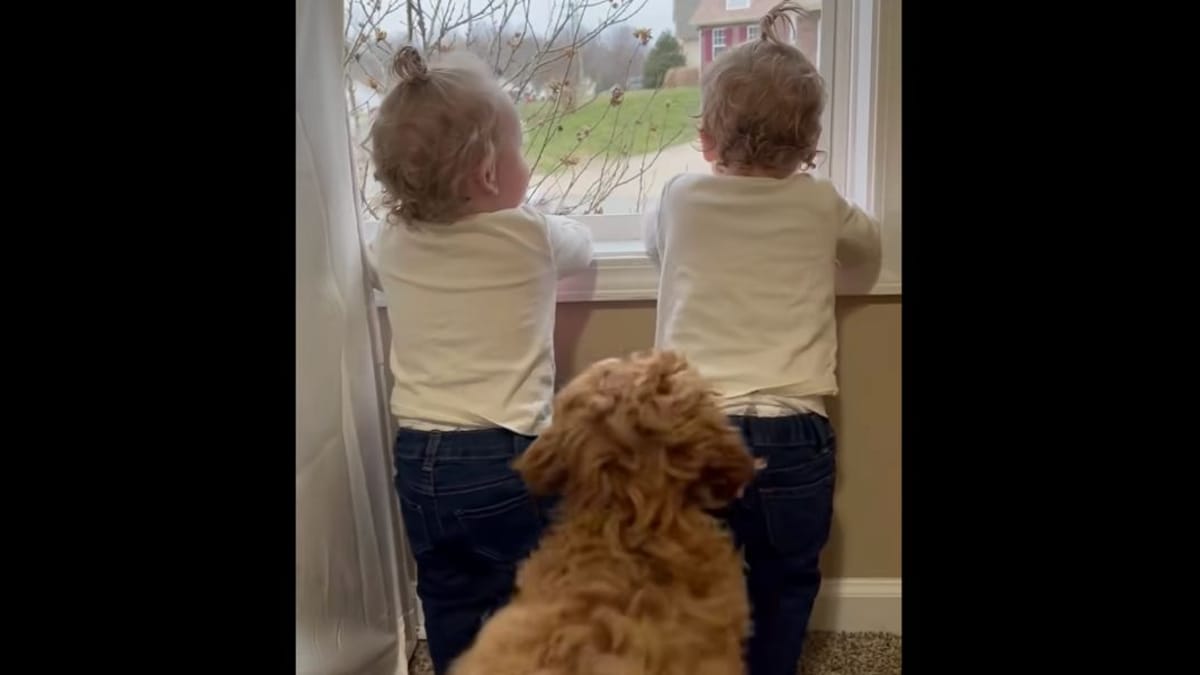 Video. Il cane si avvicina ai bimbi alla finestra: quello che accade dopo è emozionante