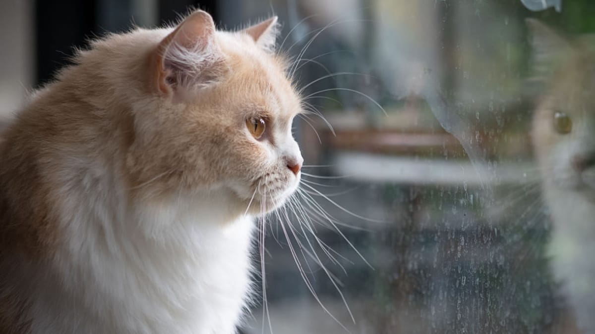 Dépression du Chat Symptômes, Causes et Traitements — free download
