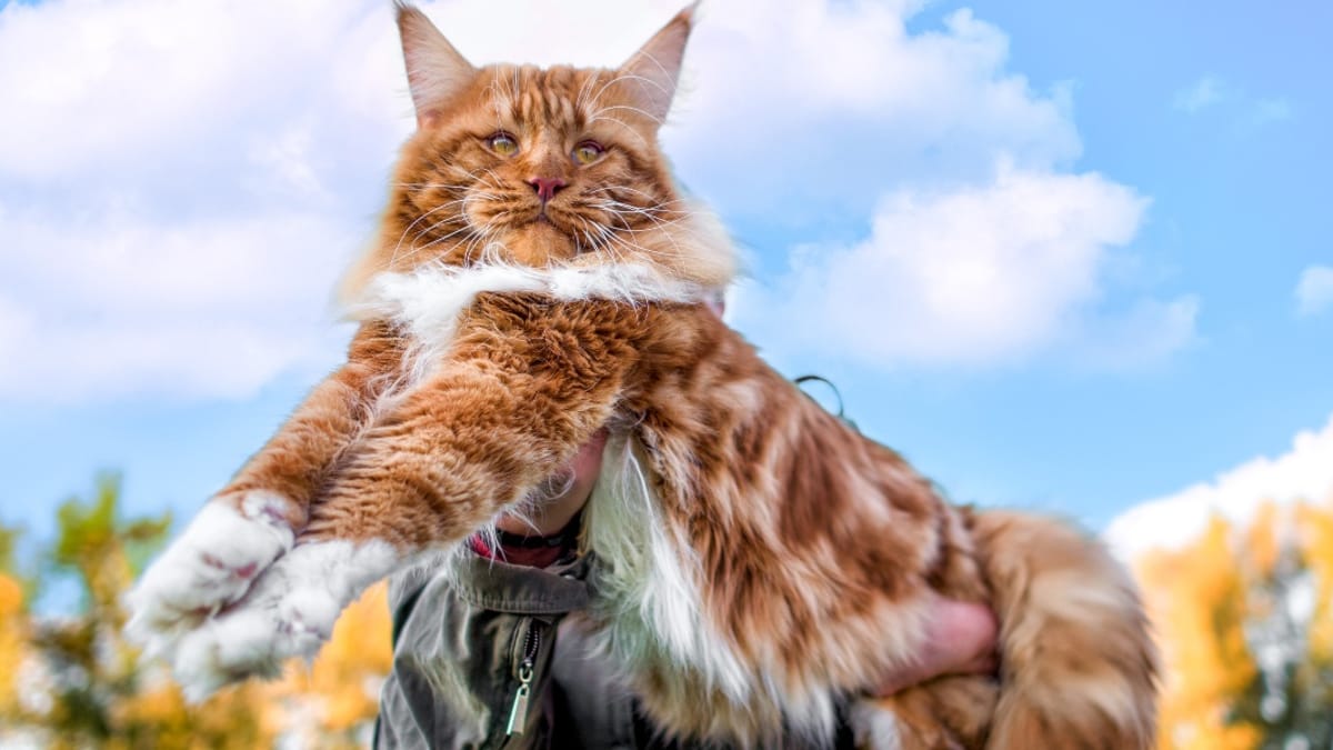 Große Katzenrassen und die größte Katzenrasse