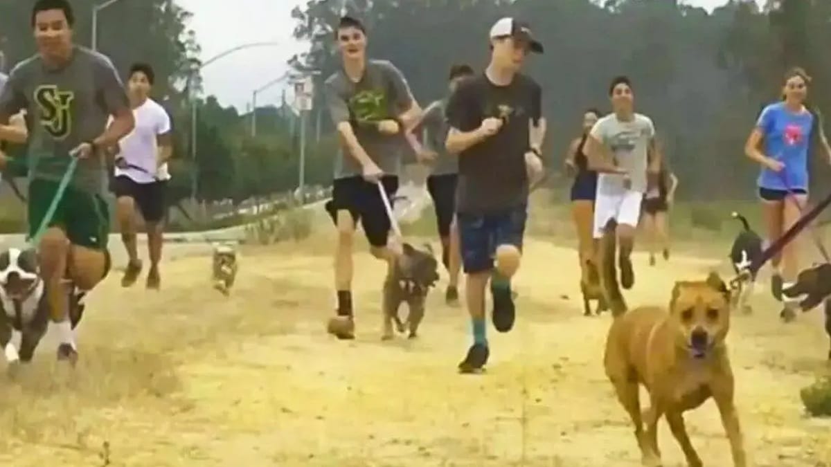 Questa scuola decide che la mattina gli studenti devono uscire...con i cani del rifugio!