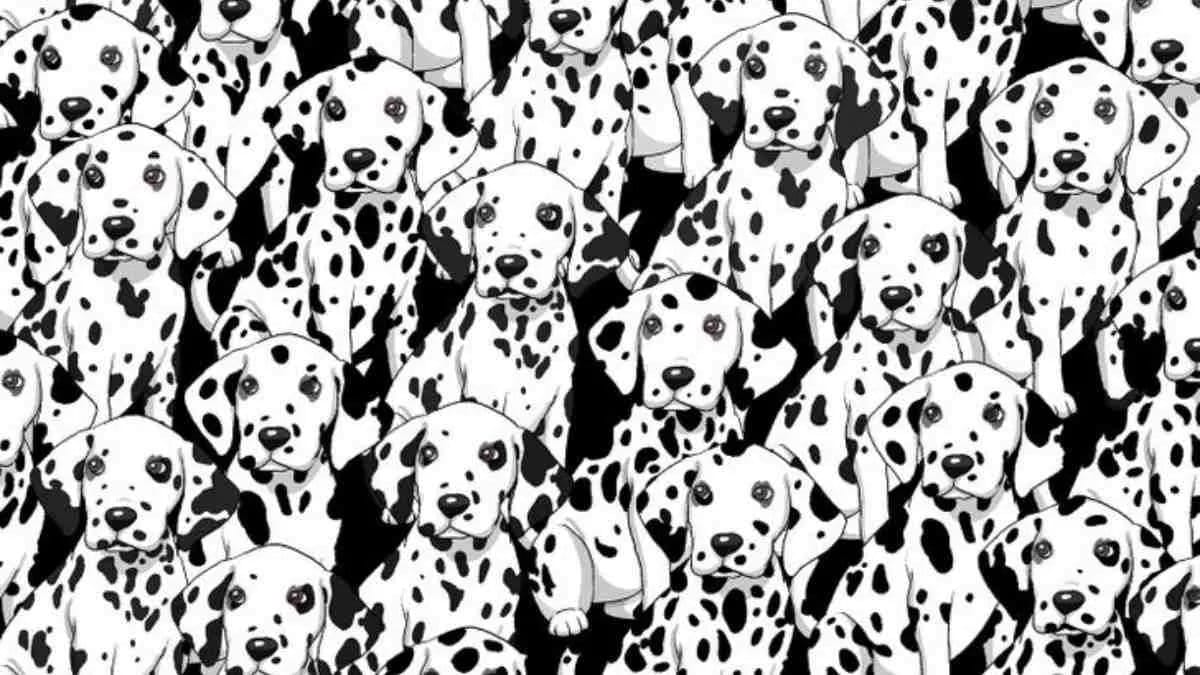 Se sei intelligente, vedrai un cane senza macchie tra i Dalmata!