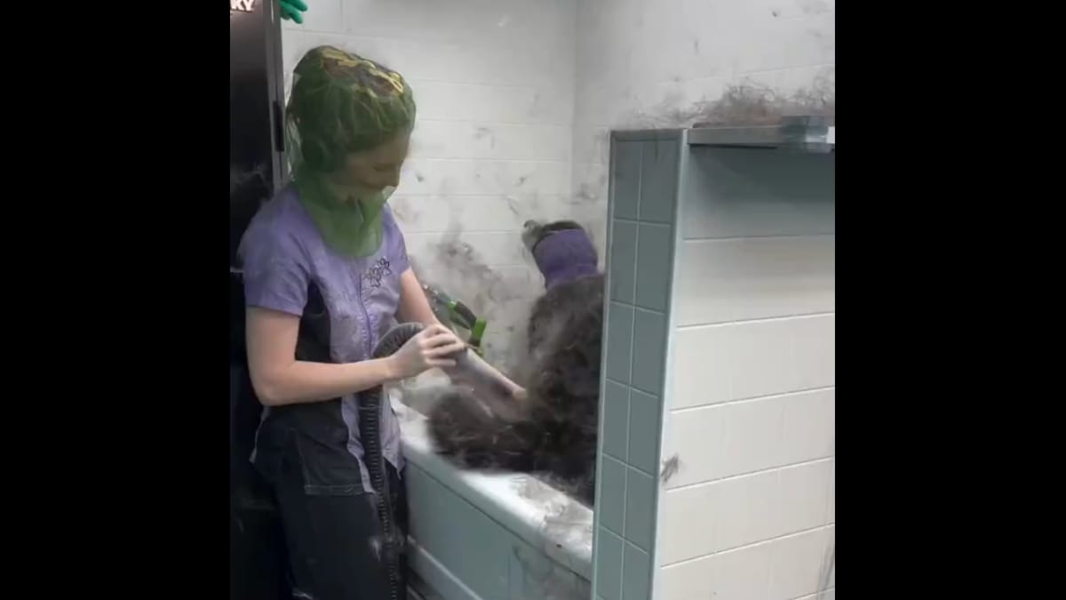 Il video della toelettatrice alle prese con un Husky lascia milioni di persone senza parole