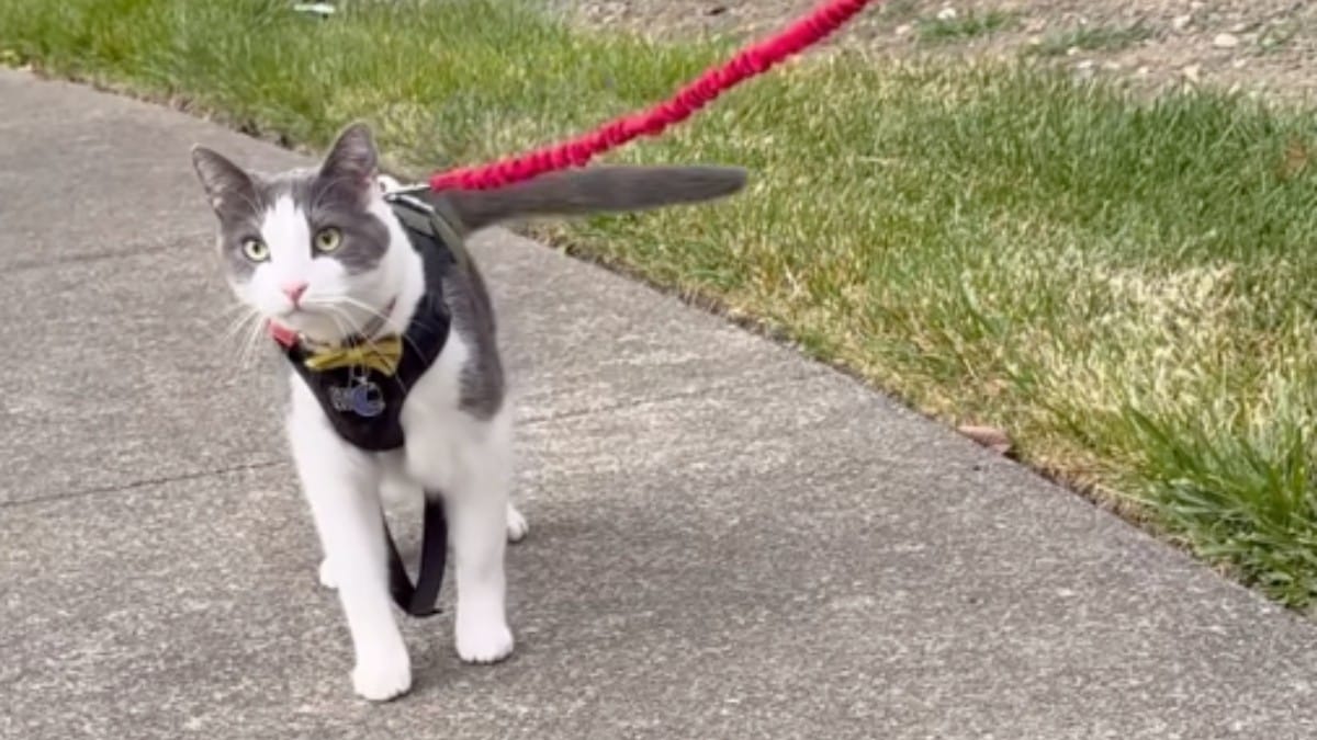 Video. Riporta il gatto nel luogo in cui lo ha trovato: ciò che succede dopo è indescrivibile